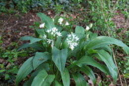 Allium ursinumDaslook bestellen